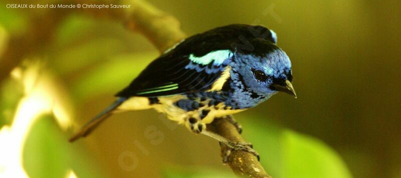 Turquoise Tanager