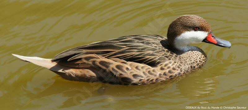 White-cheeked Pintail