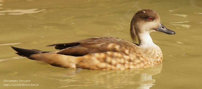 Crested Duck