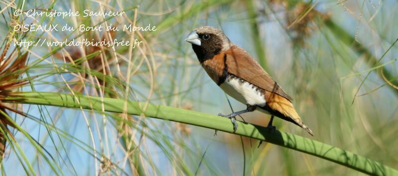 Chestnut-breasted Mannikin, identification