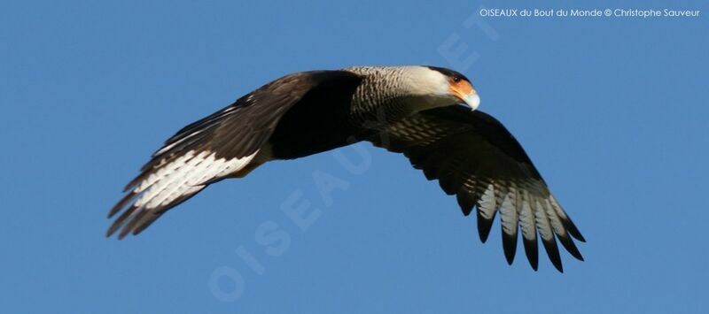 Caracara huppé