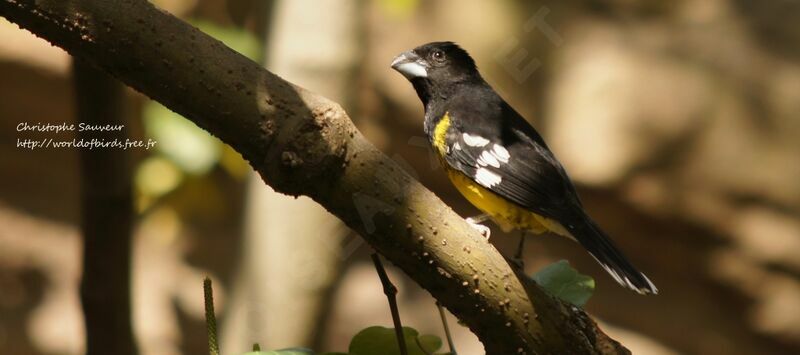 Black-backed Grosbeak