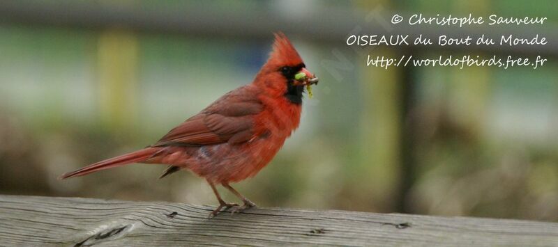 Northern Cardinal male adult, feeding habits