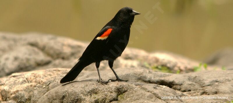 Red-winged Blackbird