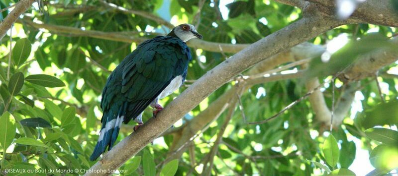 White-bellied Imperial Pigeon