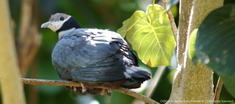 Collared Imperial Pigeon