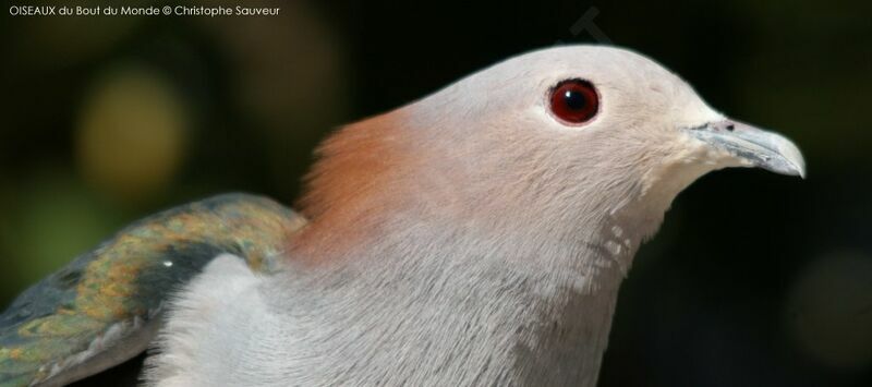 Green Imperial Pigeon