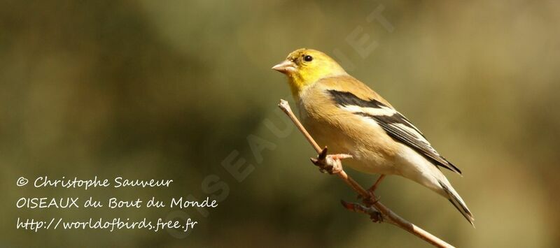 American Goldfinch