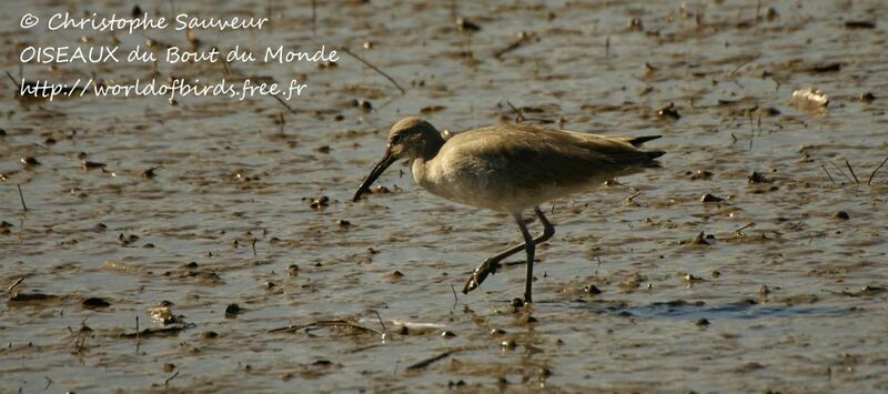 Willet