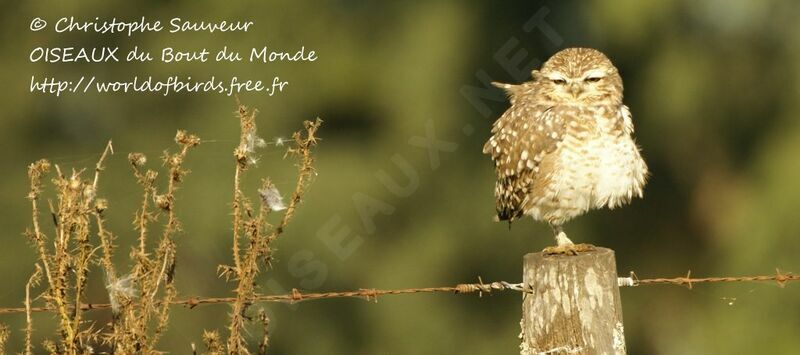 Burrowing Owl