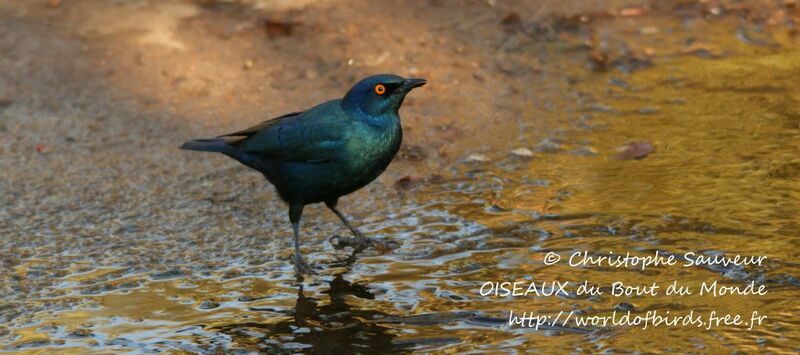 Cape Starling