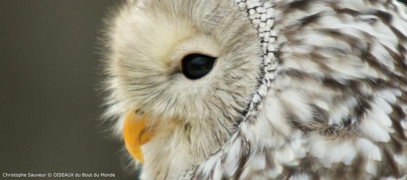 Ural Owl