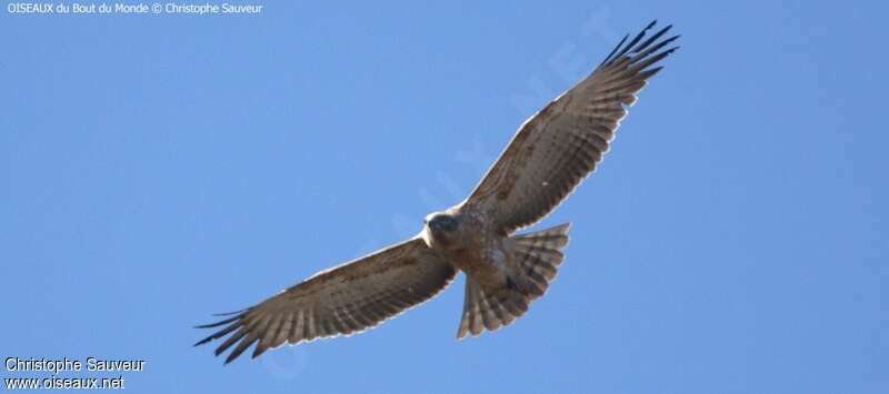 Black-chested Snake Eaglejuvenile, pigmentation, Flight