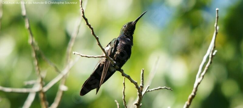 Ruby-throated Hummingbird