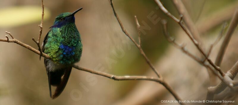 Sparkling Violetear