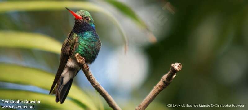 Broad-billed Hummingbird