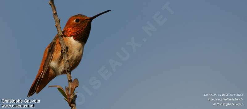 Colibri d'Allen, identification