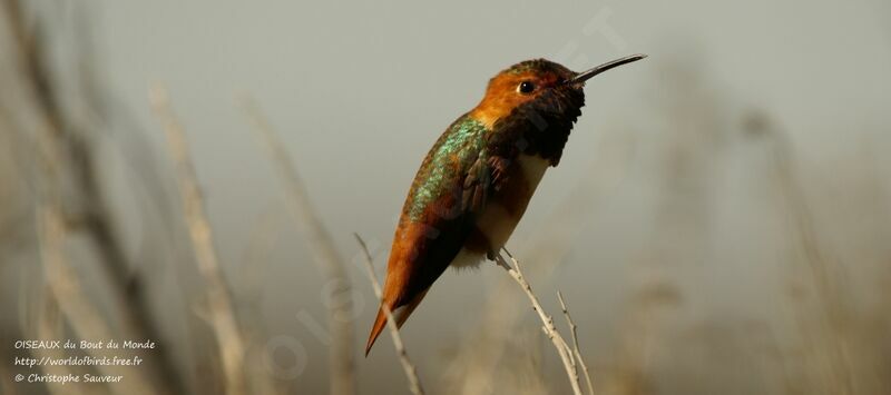 Allen's Hummingbird, identification