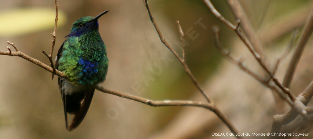 Colibri d'Anaïs