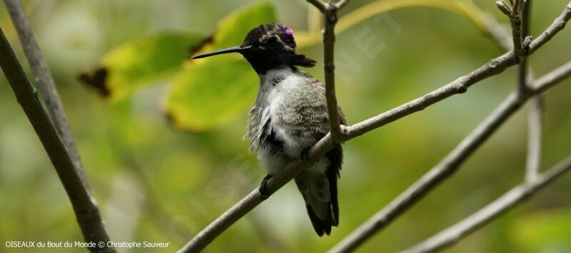 Colibri de Costa