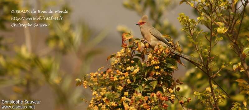 Red-faced Mousebirdadult, habitat, Behaviour