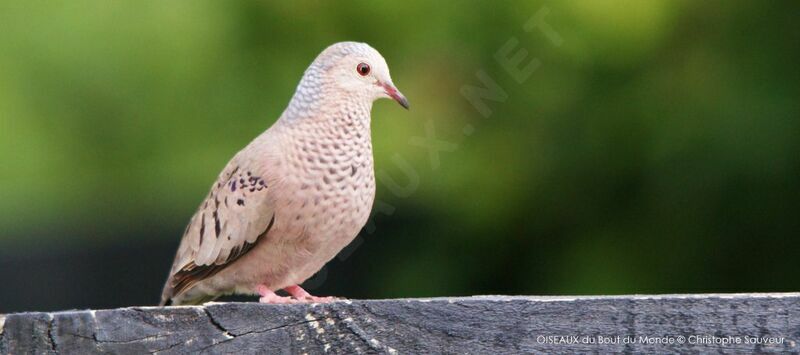 Common Ground Dove