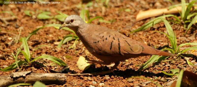 Ruddy Ground Dove