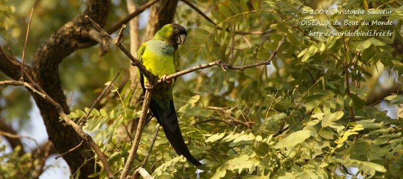 Conure nanday, identification