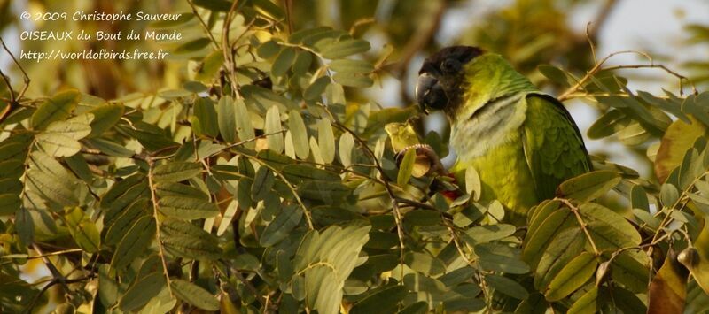 Conure nanday, identification, régime