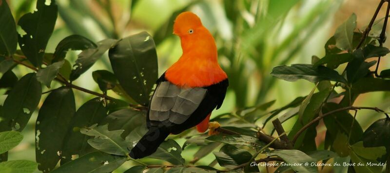 Andean Cock-of-the-rock male