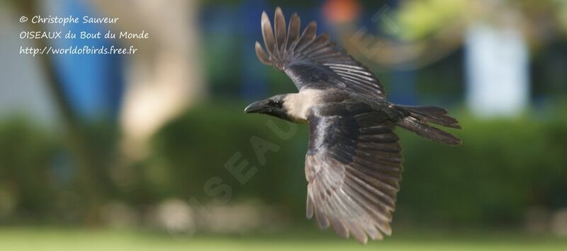 Corbeau familier, Vol