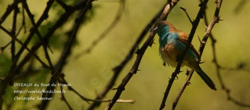 Blue Waxbill, identification