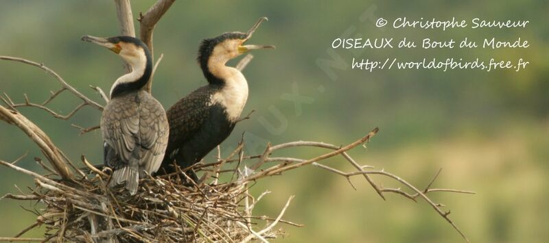 White-breasted Cormorant, Reproduction-nesting