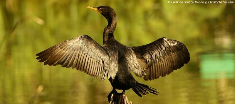 Neotropic Cormorant