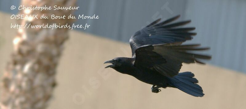 American Crow, Flight