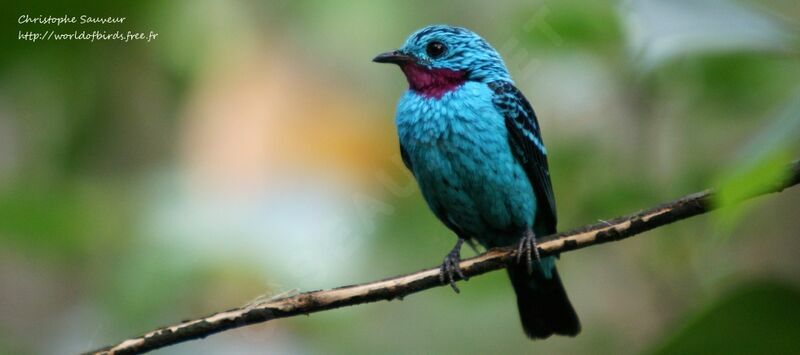 Spangled Cotinga male