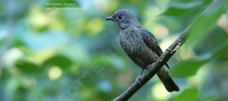 Spangled Cotinga female