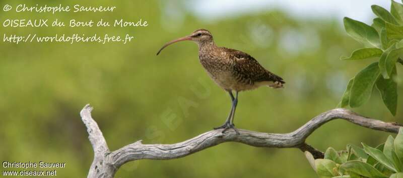 Bristle-thighed Curlew