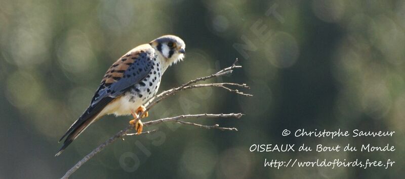 American Kestrel