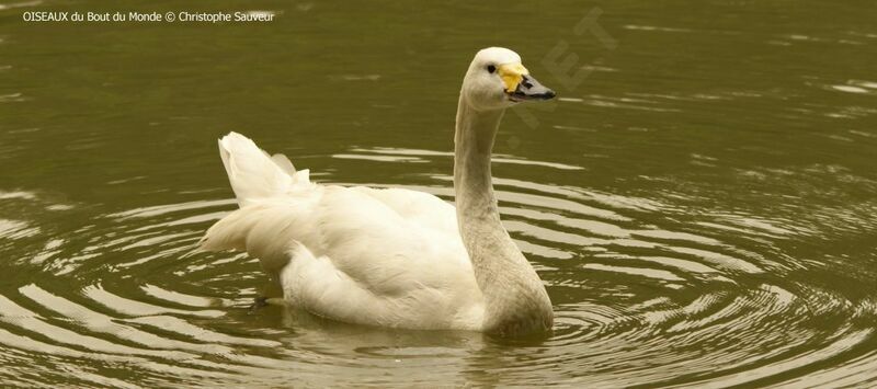 Cygne chanteur