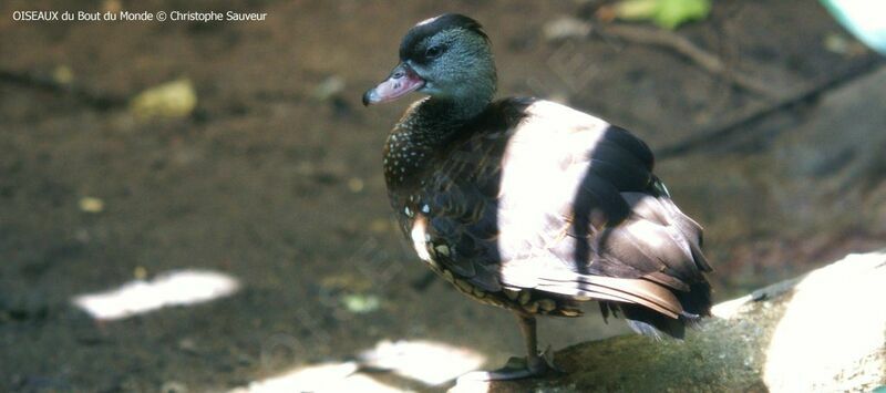 Dendrocygne tacheté