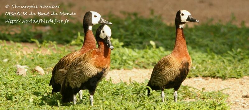 White-faced Whistling Duck