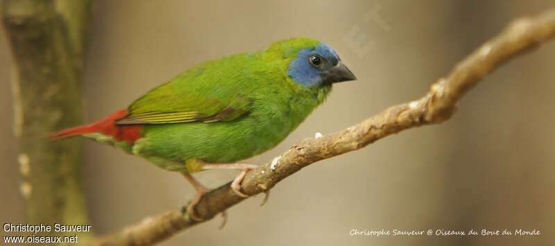 Blue-faced Parrotfinch, identification