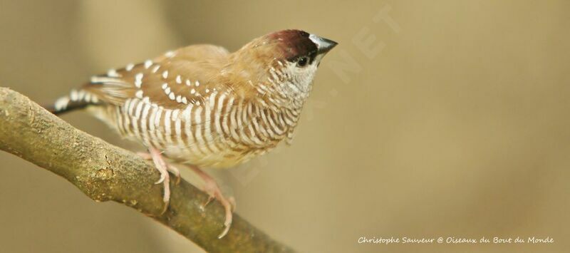 Plum-headed Finch