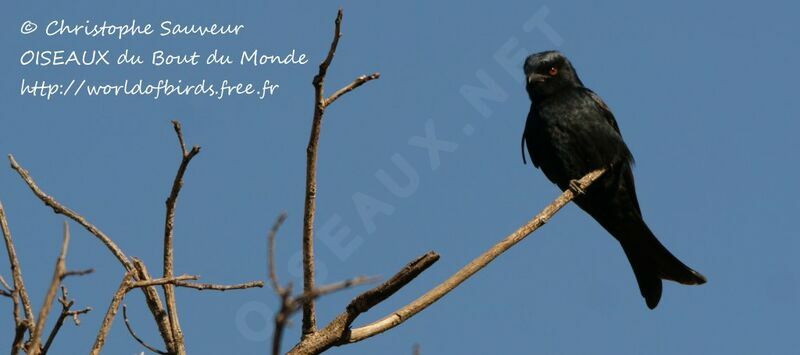 Fork-tailed Drongo