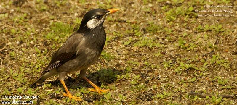 White-cheeked Starling, identification