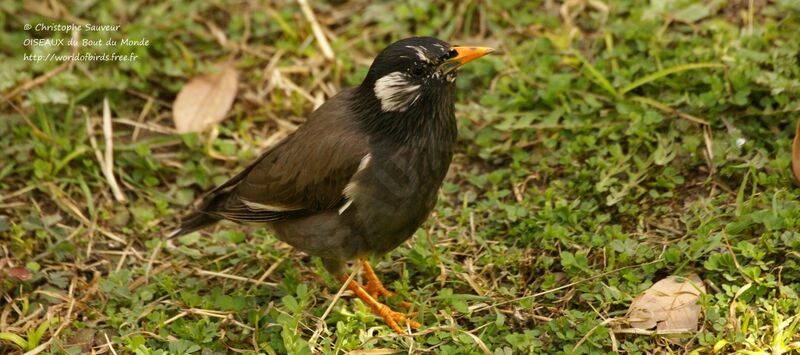 White-cheeked Starling, identification