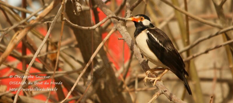 Indian Pied Myna, identification