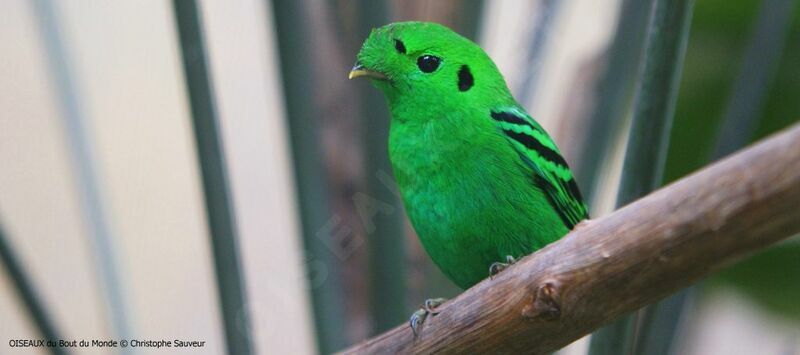 Green Broadbill