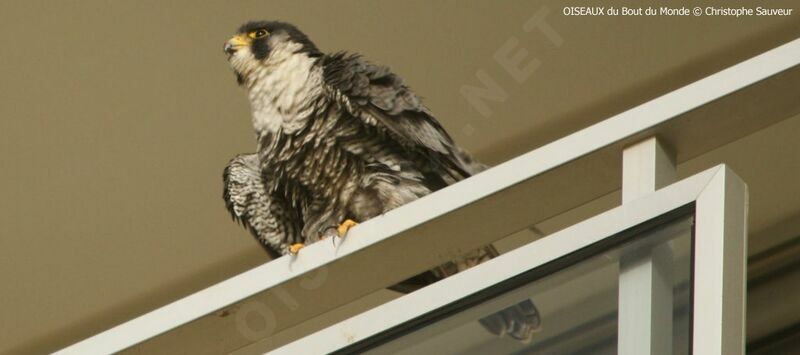 Peregrine Falcon